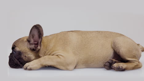 un lindo cachorro de bulldog francés de mascota