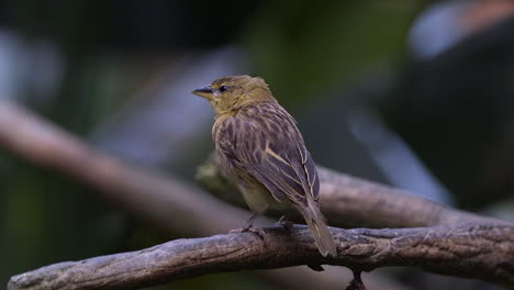 juvenil tejedor pájaro perca o rama de árbol