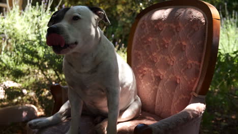 happy content panting staffordshire purebred terrier sitting on vintage chair under shade of tree in sunlit garden