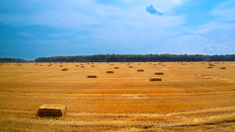 field with hay bales after harvest. flight over crop wheat field with stook hay straw bales