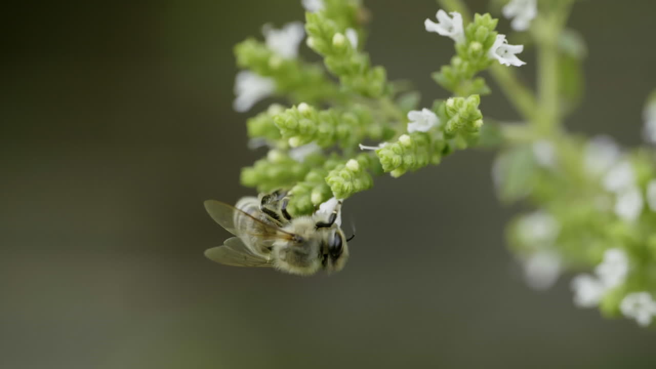 Bee on Thyme Flower