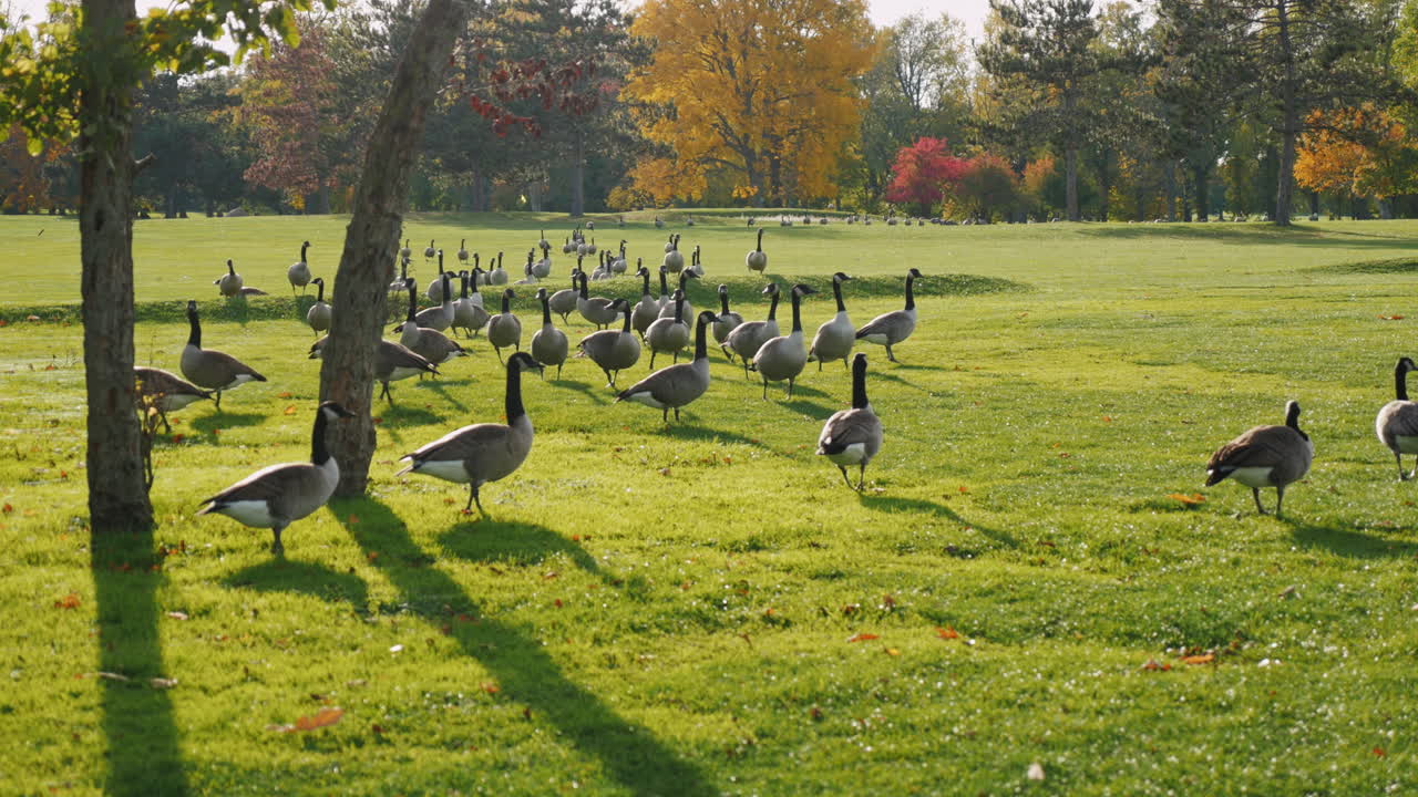 una bandada de gansos camina en un prado verde al atardecer 6