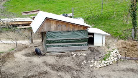 domestic pigs in a farm paddock outdoors