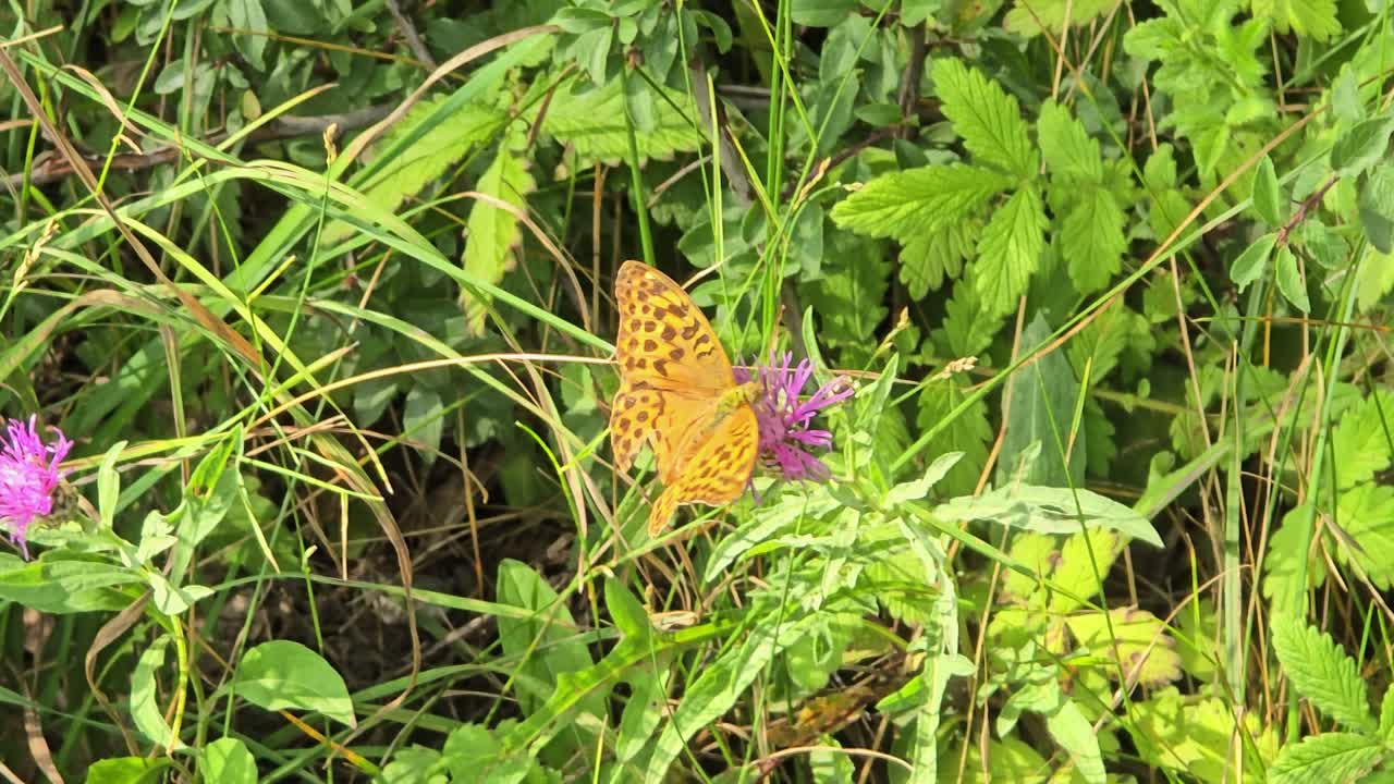 Close-up of emperor moth (Argynnis paphia) feeding on knapweed (Centaurea jacea) flower