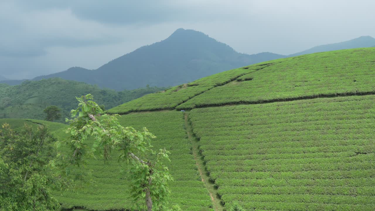 Long Coc’s lush green tea hills in overcast skies, Vietnam