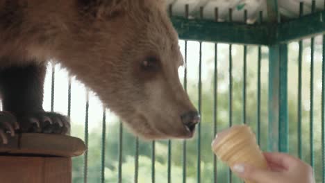 somebody shows an ice cream to bear it eats it 1