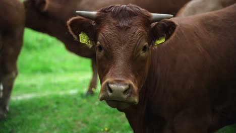 closeup of a beautiful brown cow bull looking coriously and insecure in the camera