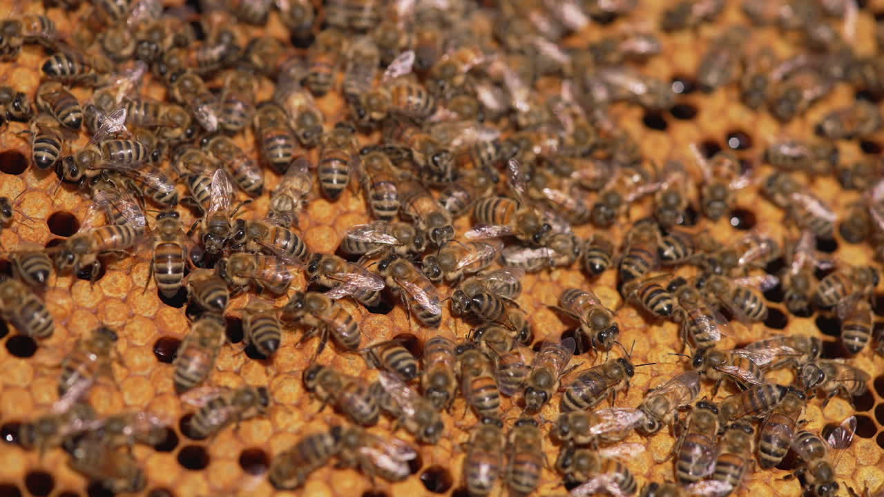 Busy work of bees on a honeycomb. Family of bees sealing ready honeycombs full of honey with beeswax. Close-up.