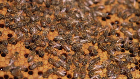 busy work of bees on a honeycomb. family of bees sealing ready honeycombs full of honey with beeswax. close-up.