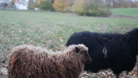 group of brown and black sheep walking in green meadow, medium shot