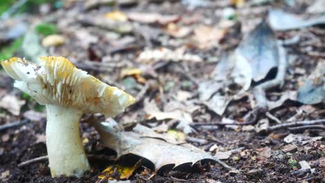 woodland rebozuelos amarillos setas silvestres hongos que crecen en el suelo del bosque otoñal lento dolly izquierda