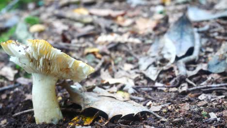 woodland yellow chanterelle wild mushroom fungi growing on autumnal forest floor slow dolly left