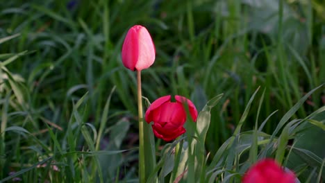 beautiful tulips grow in the big green grass