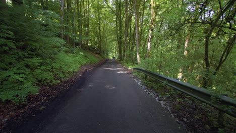 scenic road through lush green forest