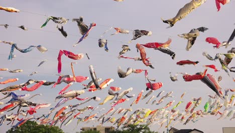 low angle shot of colorful carp streamers or koinobori hanging over streets in japan at daytime