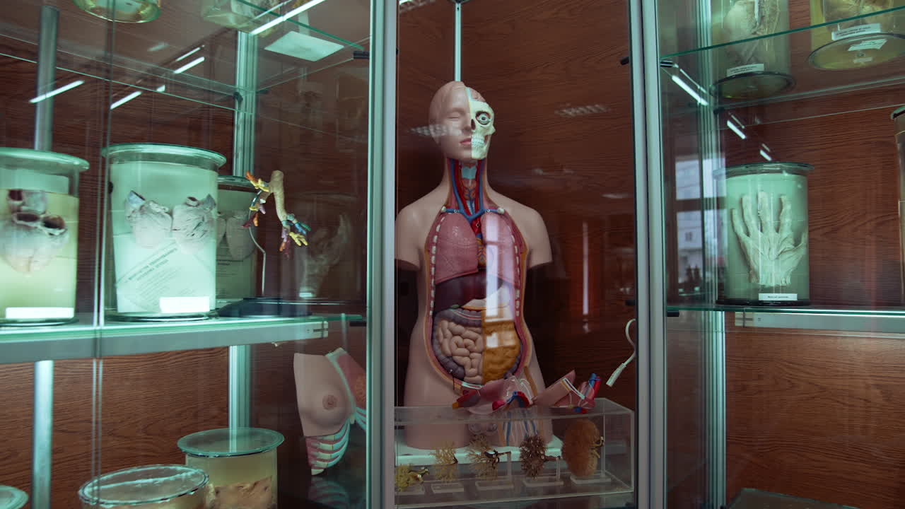 Samples in anatomical museum. Plastic dummy of a human with internal parts. Human organs in formaldehyde collected on shelves.