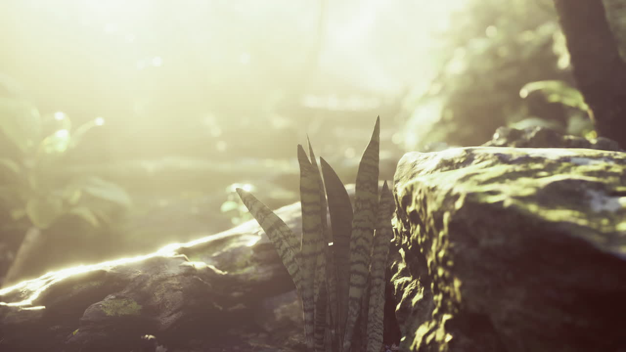 Sunlight filtering through forest trees highlighting lush green ferns