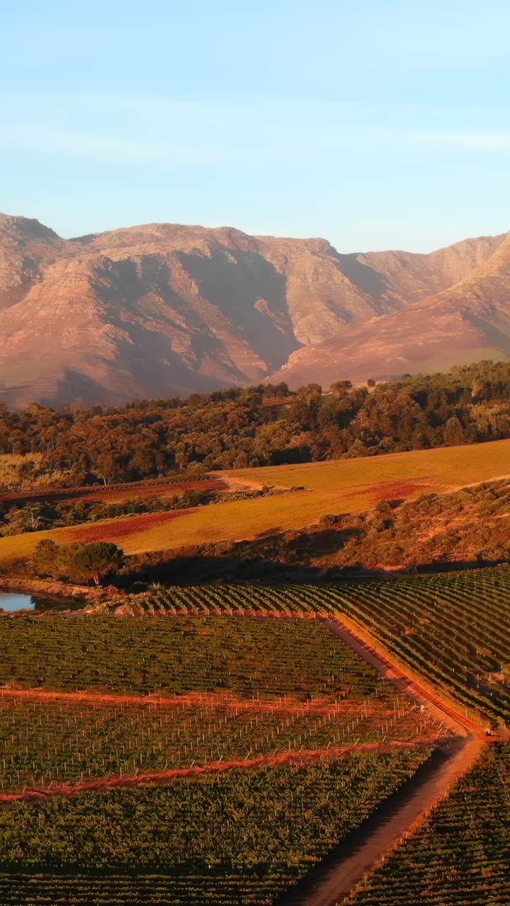 Paesaggio vitivinicolo suggestivo con catena montuosa all'ora d'oro.