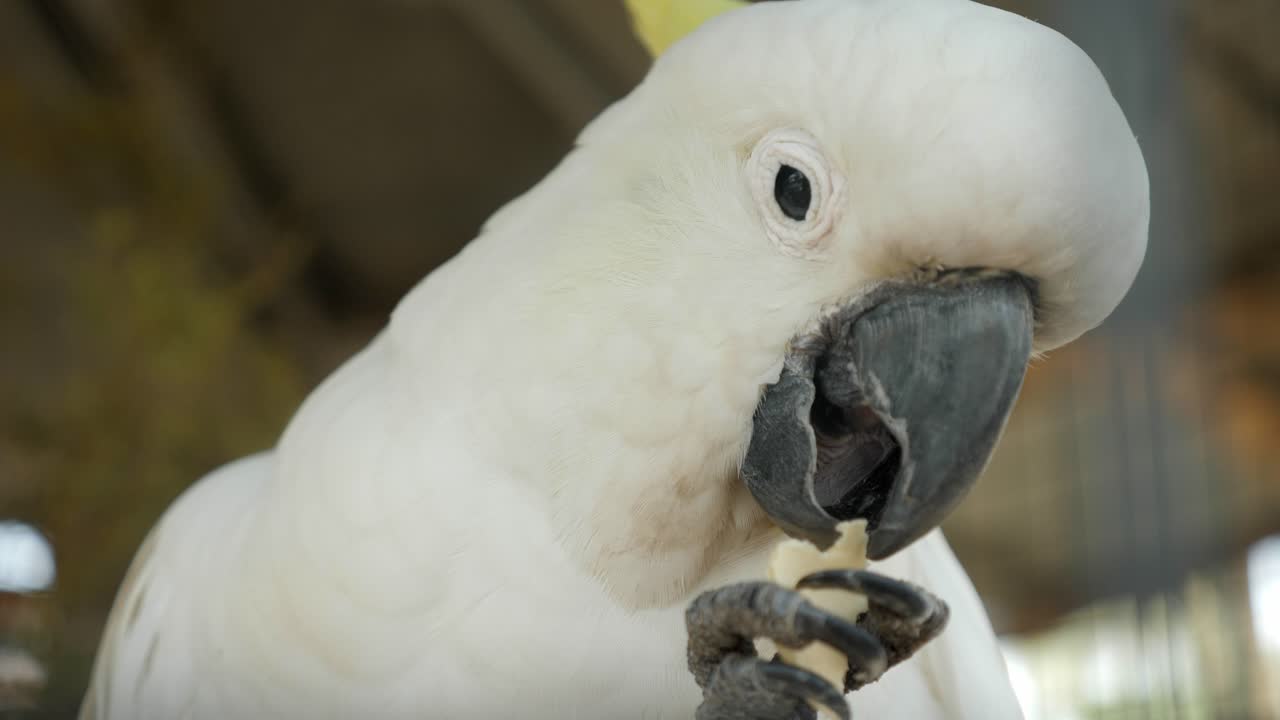 white wild parrot eating inside case in zoo and relax