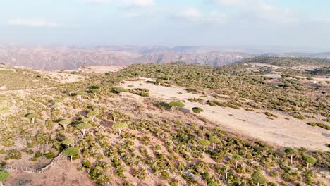 árboles-De-Sangre-De-Dragón-De-Socotra-En-El-Bosque-De-Firmhin-En-Un-Día-Soleado-En-Yemen