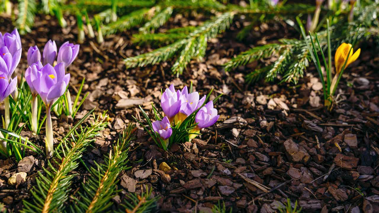 Violet crocus blossom opening in warm spring day. Timelapse of small flowers in garden.