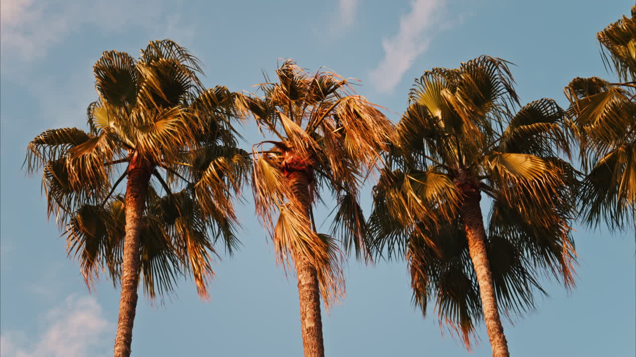 Close up of three palm trees on a blue sky background