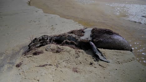 el cadáver podrido de una foca en la playa por un ataque de tiburón