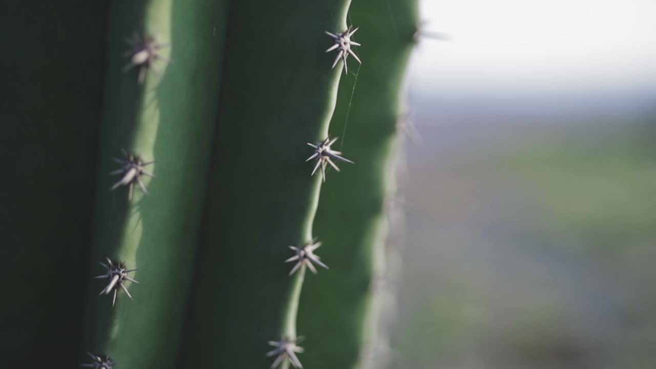 거미줄이 부착된 아름다운 선인장 식물 가시, 매크로 근접 촬영