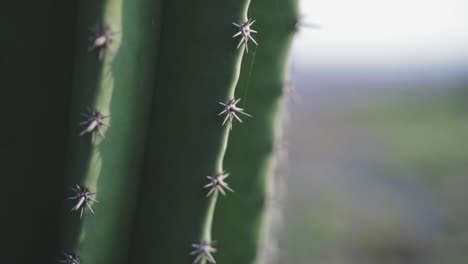hermosas espinas de plantas de cactus con telaraña adjunta, primer plano macro