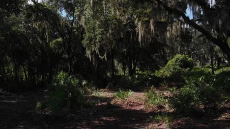 Speedy-low-flight-into-the-swampy-forest-with-live-oak-trees-covered-with-Spanish-moss