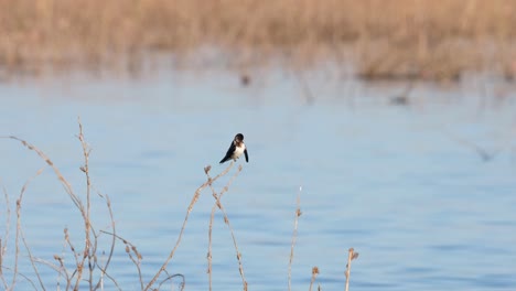 Seen-seriously-preening-itself-at-a-swamp-while-other-birds-are-seen-on-the-water-at-the-background,-Barn-Swallow-Hirundo-rustica,-Thailand