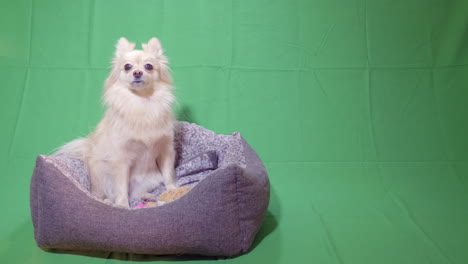 watch a cute spitz dog sitting in a basket, looking around with a green screen background