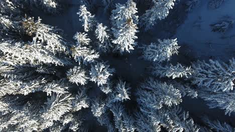 Vertikale-Luftaufnahme-über-Einem-Verschneiten-Nadelwald-In-Den-Französischen-Alpen