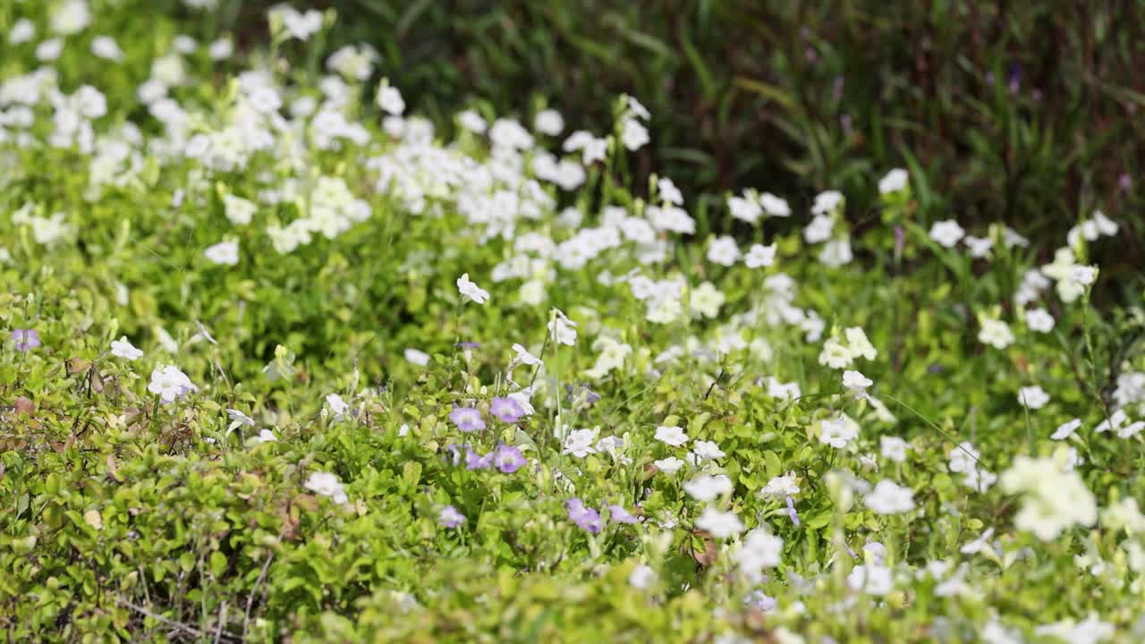 A vine snake blends seamlessly into vibrant green foliage and flowers, showcasing nature's camouflage in a Thai garden