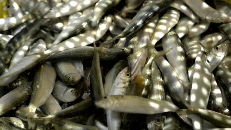 fresh sardine fish n a basket at harbour