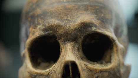 close-up of an antique skull