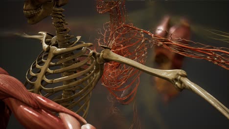 ilustración animada de la anatomía humana en 3d
