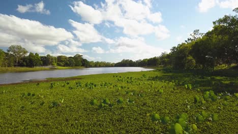 drone flying low over a riverbank and lillypads before reaching open water on a sunny calm day