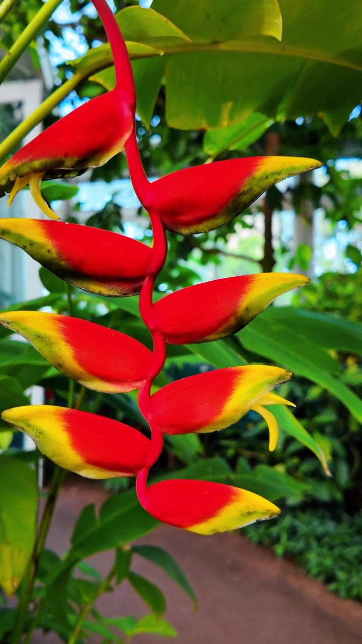 Fiore di Heliconia rostrata in un ambiente di giardino botanico. Pianta artiglio di aragosta rossa e gialla che cresce tra il fogliame tropicale in una serra conservatorio