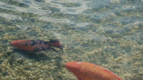 two fishes swimming inside an artifical and shallow lake