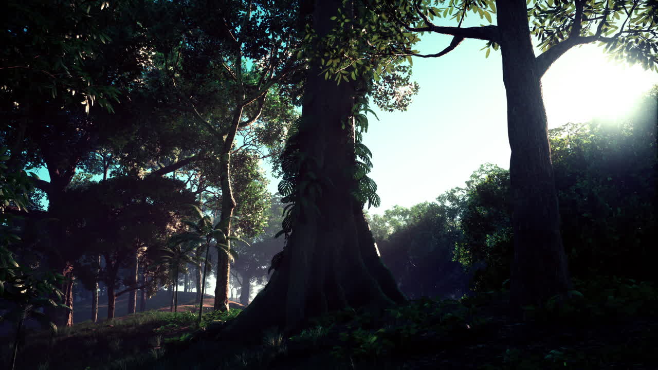 빛은 정글의 어두운 숲의 나무를 통해 필터링됩니다.