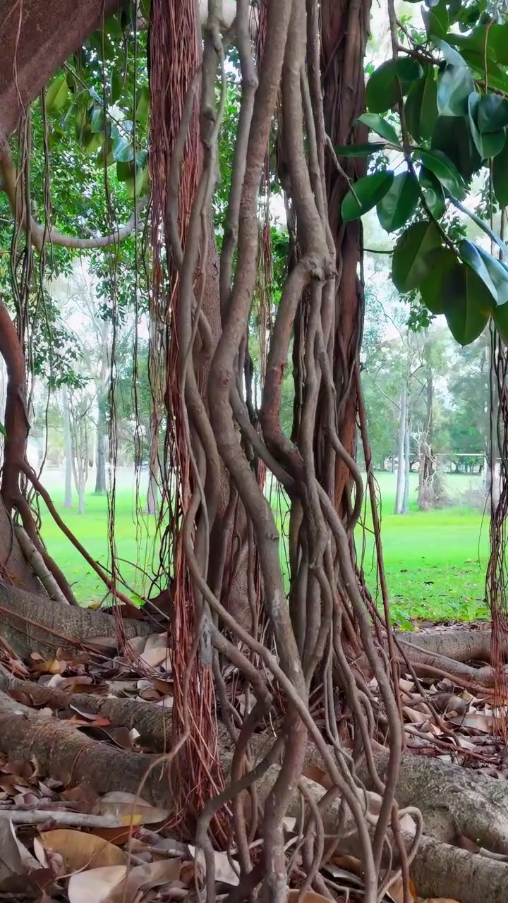 Una scena tranquilla di un albero di banyan con radici estese e fogliame lussureggiante in un parco della Gold Coast