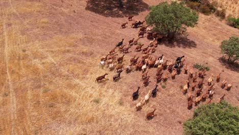 arriba hacia abajo aéreo siga a un grupo de cabras que pastan en un campo llano seco con alcornoques, alentejo