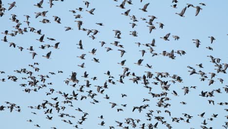 thousands of geese flying above field and eating cereal