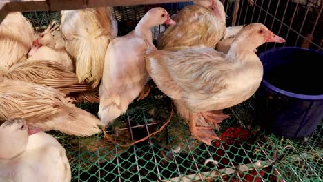 group of ducks eating together in a pen