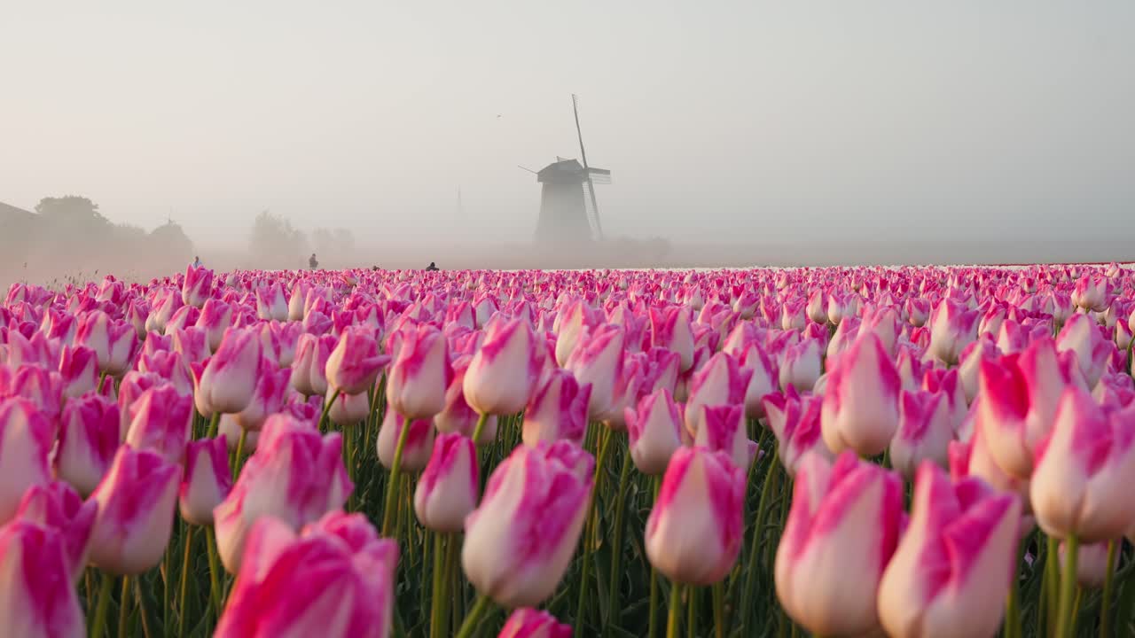 Un mulino a vento accanto a campi di tulipani. Un intramontabile paesaggio olandese dove vivaci campi di tulipani si estendono all'infinito sotto il cielo, incorniciati da un classico mulino a vento che si erge fiero nella campagna.