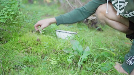 Man-Picking-Yellow-Edible-Mushroom-In-The-Forest