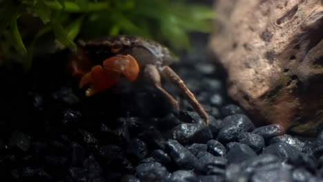 a red-claw crab crawls under the shadow of an aquatic plant