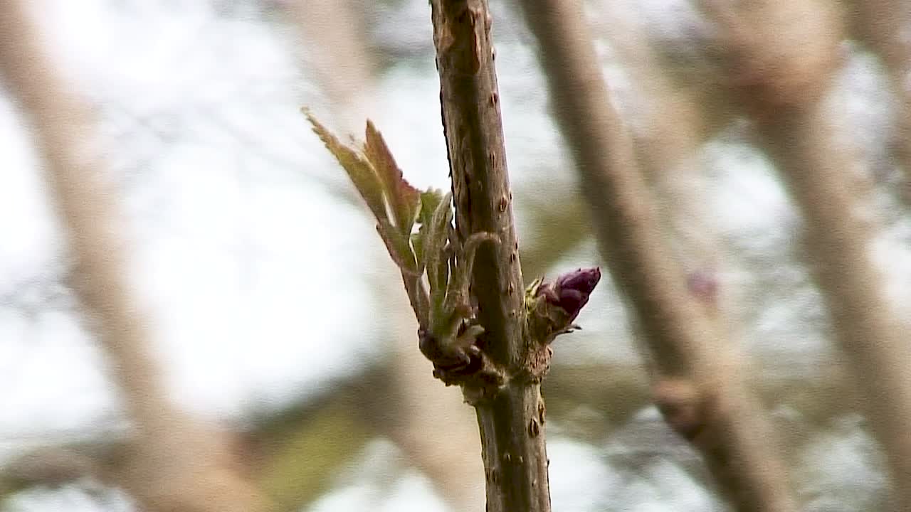 Rote Knospen und neues Laub wachsen an einem Holunderzweig, der sich in einer Hecke in der Landschaft von Leicestershire im Wind wiegt.