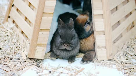 easter bunnies play, eat and rest in the paddock.